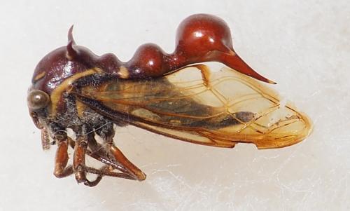 Heteronotus sp.